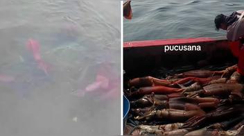 Pescadores preocupados por el exceso de pota: ¿cuánto cuesta el kilo?