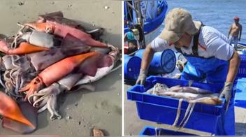 Aparición masiva de pota en Lima: causas del fenómeno, consecuencias y si es seguro comerla