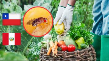 Chile acusa a Perú de “infectar” sus cultivos con mosca de la fruta y exige cárcel a camiones contaminados