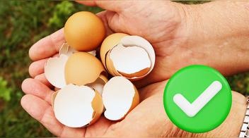 La cáscara de huevo no es basura: sus beneficios medicinales te van a sorprender
