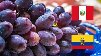 Uva peruana es suspendida de Ecuador tras detectarse concentraciones elevadas de pesticidas