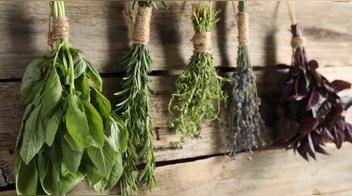 Conoce la hierba que es usada en el aderezo peruano y ayuda a prevenir la diabetes