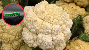 La forma correcta de lavar la coliflor para eliminar las lombrices, según expertos