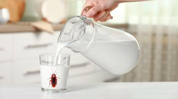 Científicos revelan que la "leche de cucaracha" podría convertirse en un superalimento del futuro