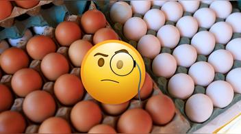 Huevo blanco vs huevo marrón