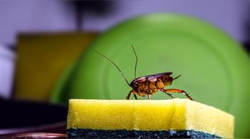 Esta fruta ahuyenta las cucarachas de tu cocina: descubre cómo usarla