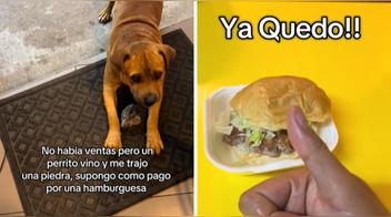 Perro sorprende al pagar con piedras por una hamburguesa en un puesto de comida