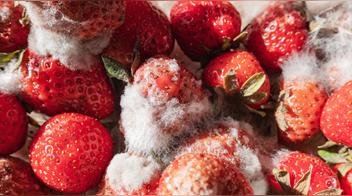 El truco para mantener las fresas frescas por más de 10 días en el refrigerador sin que se llenen de moho