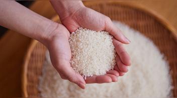 No es Perú: este es el país de Latinoamérica que más produce y consume arroz en el mundo, compite con China