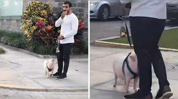 Joven se vuelve viral al pasear a su chanchito en la vía pública y desata miles de reacciones: "Se salvó de la cena navideña"