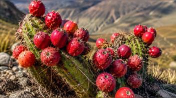 Cactus andino medicinal: qué es el Ayrampo y cuáles son sus beneficios