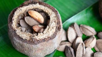 Castaña amazónica: propiedades, beneficios y usos de este fruto de la selva peruana