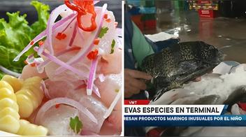 Pescados tropicales que podrían sumarse a los platos marinos peruanos