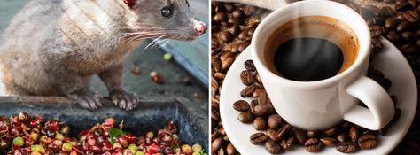 El café más caro del mundo proviene literalmente de las heces de un animal