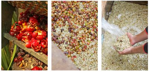 <em>En distintos momentos de su procesamiento, el café es pasado por coladores o zarandas que permiten separan los granos por tamaños y clasificarlos para un mejor tratamiento. </em> <em>En distintos momentos de su procesamiento, el café es pasado por coladores o zarandas que permiten separan los granos por tamaños y clasificarlos para un mejor tratamiento. </em>