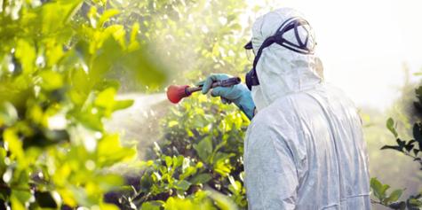 Pelar el tomate no es suficiente pues estas sustancias podrían haber penetrado a la pulpa de la fruta. Pelar el tomate no es suficiente pues estas sustancias podrían haber penetrado a la pulpa de la fruta.