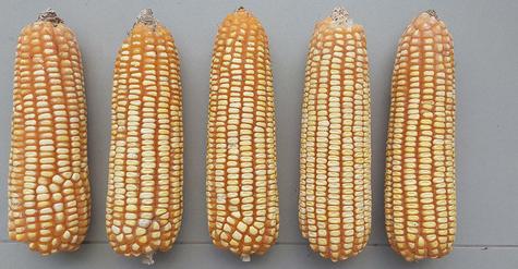 Resistente a la pudrición de mazorca y a la “mancha de asfalto”, enfermedad fúngica que daña los cultivos.   