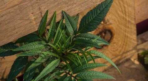 Usa ingredientes naturales como el huacatay. Usa ingredientes naturales como el huacatay.