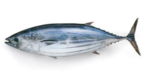 Pescado bonito    Pescado bonito