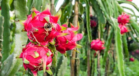  La pitahaya se cultiva principalmente en países tropicales como Perú, México, Colombia y Ecuador.    
