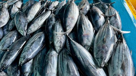 Se hallaron mercurio en los peces atún.   