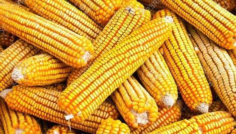 Se cosecha principalmente como insumo destinado a la alimentación del ganado avícola y porcino.   