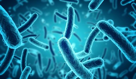 Bacterias como Escherichia coli y Salmonella pueden persistir en platos sucios durante horas, e incluso días. Bacterias como Escherichia coli y Salmonella pueden persistir en platos sucios durante horas, e incluso días.