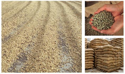 Café listo para exportación o para pasar al proceso de tostado. Café listo para exportación o para pasar al proceso de tostado.