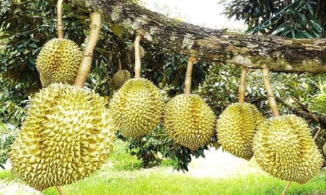 Esta fruta, ligeramente ovalada, suele pesar de 1 a 3 kilos y en su interior conserva una pulpa de textura suave y cremosa. Esta fruta, ligeramente ovalada, suele pesar de 1 a 3 kilos y en su interior conserva una pulpa de textura suave y cremosa.