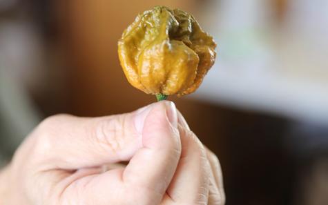 Pepper x es el ají más picante del mundo Pepper x es el ají más picante del mundo