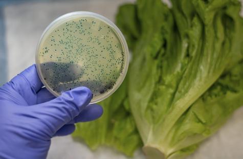Las bacterias pueden multiplicarse en la lechuga    Las bacterias pueden multiplicarse en la lechuga