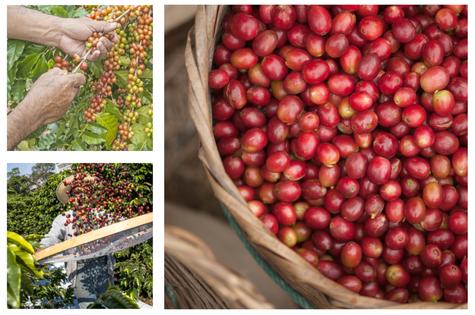 <em>Una vez cosechado el cerezo, debe despulparse el mismo día, ya que corre el riesgo de perder su calidad. </em> <em>Una vez cosechado el cerezo, debe despulparse el mismo día, ya que corre el riesgo de perder su calidad. </em>