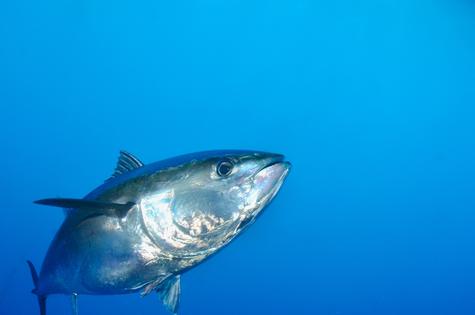 El pez atún es una de las especies marinas con más niveles de mercurio en su organismo. El pez atún es una de las especies marinas con más niveles de mercurio en su organismo.