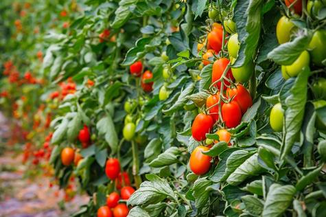 La domesticación del tomate se inició en América Central La domesticación del tomate se inició en América Central