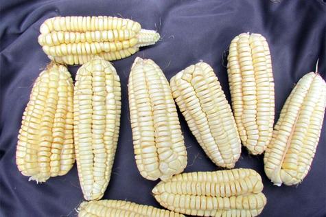  Yuracc Chocllo, resistente a las plagas y enfermedades foliares, que afectan a hojas y plantas.    