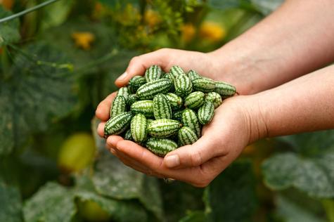 El cucamelón es una fuente de fibra, vitaminas y antioxidantes.    El cucamelón es una fuente de fibra, vitaminas y antioxidantes.