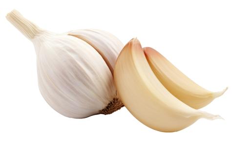 Guardar el ajo en el refrigerador acelera su germinación. Guardar el ajo en el refrigerador acelera su germinación.