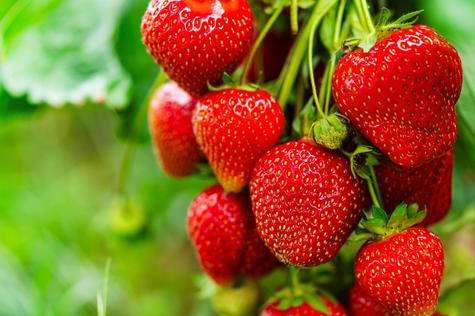 Se hallaron restos de pesticidas en las fresas vendidas en cinco mercados de algunos distritos de Lima. Se hallaron restos de pesticidas en las fresas vendidas en cinco mercados de algunos distritos de Lima.