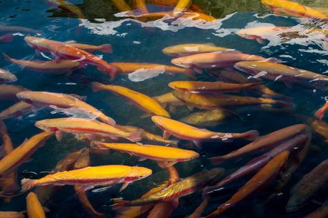 El salmón de la piscifactoría es alimentado con productos procesados. El salmón de la piscifactoría es alimentado con productos procesados.