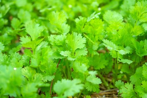 Cilantro. Cilantro.