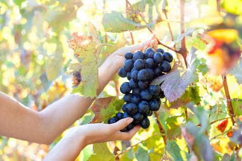 Su consumo regular está vinculado a beneficios cardiovasculares, efecto neuroprotector y la prevención de enfermedades.    Su consumo regular está vinculado a beneficios cardiovasculares, efecto neuroprotector y la prevención de enfermedades.