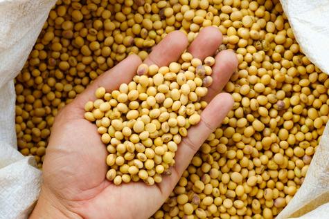 El consumo de soja reduce significativamente los niveles de colesterol. El consumo de soja reduce significativamente los niveles de colesterol.