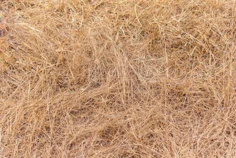 La hierba seca ayuda a conservar los alimentos por más de 30 días.    La hierba seca ayuda a conservar los alimentos por más de 30 días.