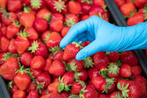 El mejor método para desinfectar las fresas y conservarlas por más tiempo sin que se ablanden es sumergiéndolas en agua caliente.   