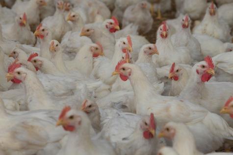 La idea de que inyectan hormonas a los pollos para su crecimiento es falso. La idea de que inyectan hormonas a los pollos para su crecimiento es falso.