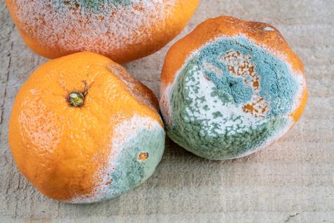 Desecha el alimento completo si observas que tiene moho.   