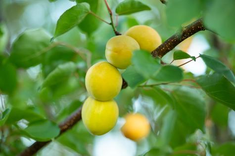 Cultivo de albaricoques.   