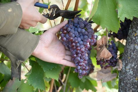 Consumir uvas regularmente puede ser beneficioso para la salud.    Consumir uvas regularmente puede ser beneficioso para la salud.