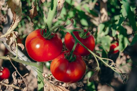 La papa mezcla genes de Etuberosum y tomates silvestres.    La papa mezcla genes de Etuberosum y tomates silvestres.
