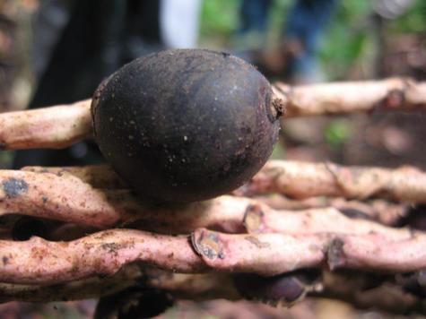 Tiene una cáscara de tono morado oscuro y pulpa de color violeta   